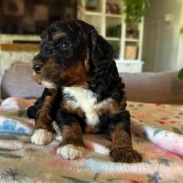 Bernedoodle puppies from Sunburst Doodles