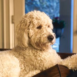 Maggie - Goldendoodle