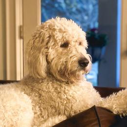 Maggie - Goldendoodle