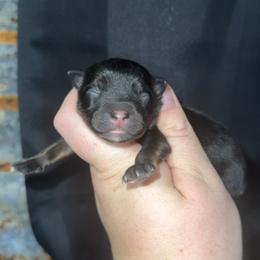 Black tri male - Black tri male Miniature Australian Shepherd puppy in Liberty, Mississippi from Liberty Oaks Aussies and Dachshunds