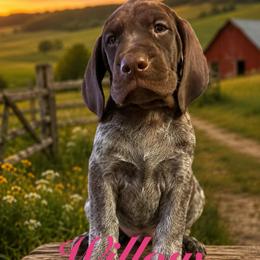 Willow - Liver roan female German Shorthaired Pointer puppy in Banning, California from Lisa’s GSP’s