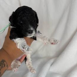 Fern - Parti male Poodle puppy in Longview, Washington from Evergreen Miniature Poodles