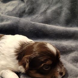 Biewer Terrier Puppies from Dignity Farms
