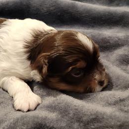 Biewer Terrier Puppies from Dignity Farms