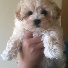 Maltese, Maltipoo, and Poodle Puppies from Healing Pawz LLC