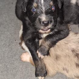 SHADOW-btm - Black tri-color male Australian Shepherd puppy in Salem, Arkansas from Patchwork Kennels