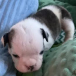 Girl 5 - Red brindle and white female Bulldog puppy in Tierra Verde, Florida from Destiny Kennel