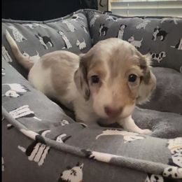 Dachshund Puppies from The Spotted Doxie