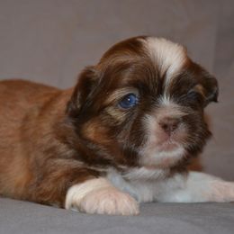 Shih Tzu Puppies from Moore Shih Tzus