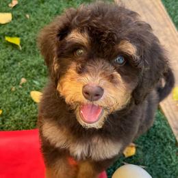 Cap'n Crunch - Brown male Bernedoodle puppy in Rose Hill, North Carolina from Red Door Canines
