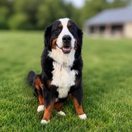 Ana - Bernese Mountain Dog