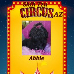 Abbie  - Shih Tzu