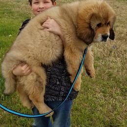 Tibetan Mastiff Puppies from Noble Legacy Tibetan Mastiffs