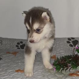 Pink lady - Red and white female Siberian Husky puppy in Kansas City, Missouri from Anuun's Huskies