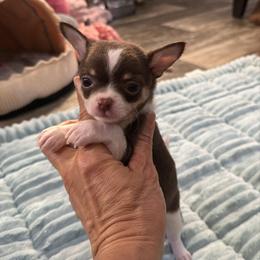Valentine 4,300 - Chocolate and white male Chihuahua puppy in Summerfield, Florida from Uey’s Chihuahuas