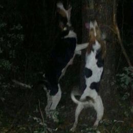 Australian Shepherd and Treeing Walker Coonhound All Grown Up from Bluegrass BET Aussie’s