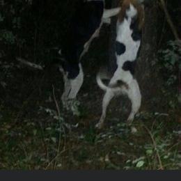 Australian Shepherd and Treeing Walker Coonhound All Grown Up from Bluegrass BET Aussie’s