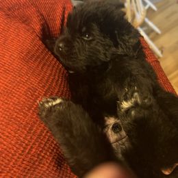 Newfoundland Puppies from Burning Embers Newfoundlands