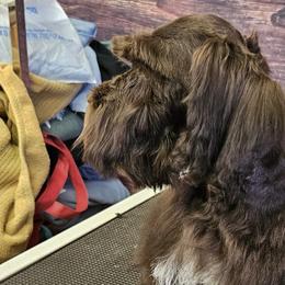 Miniature Schnauzers from Kelley Owen/rowland