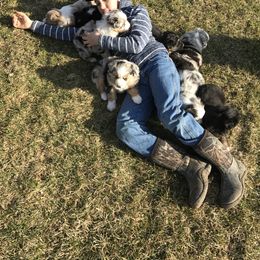 Australian Shepherd and Pembroke Welsh Corgi Puppies from Morehead Family Dogs