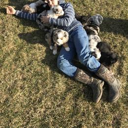 Australian Shepherd and Pembroke Welsh Corgi Puppies from Morehead Family Dogs