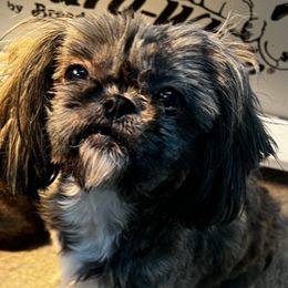 Tilly - Shih Tzu