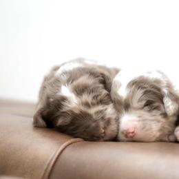 Newfypoos from Windy Hill Dogs