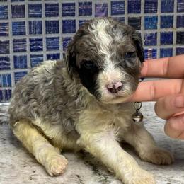 Kell - Blue and white male Sheepadoodle puppy in Chesapeake, Virginia from Doodle-Cove