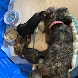 Shih Tzu Puppies from Socal Mother Of Shih Tzus