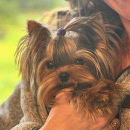 Biewer Terriers and Yorkshire Terriers from Frosty Paw Biewers and Yorkshires