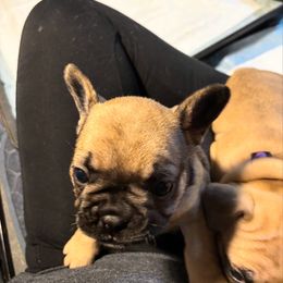 Charlie - Fawn female French Bulldog puppy in Neenah, Wisconsin from Mimosa Acres French Bulldogs LLC