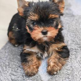 Yorkshire Terrier Puppies from Essence of Grace Yorkies