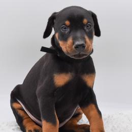 Black collar male - Blue and rust male Doberman Pinscher puppy in Lafayette, Louisiana from Indah Lux Dobermans