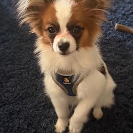 Papillon Puppies from Sequence Papillon