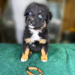 Pumpkin Pie (orange) - Black tri-color male Australian Shepherd puppy in Falmouth, Kentucky from Queen City Farm