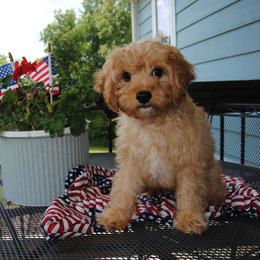 Copper - Red male Cavapoo puppy in Mountain Grove, Missouri from Dogwood & Sassafras Companions