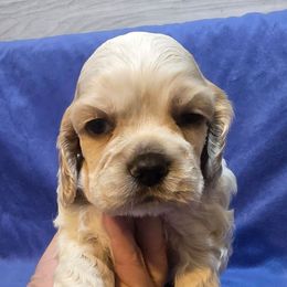 Groot - Red roan male Cocker Spaniel puppy in Florence, South Carolina from Reddick's American Cocker Spaniels