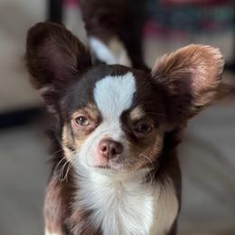 Roxy - Chihuahua