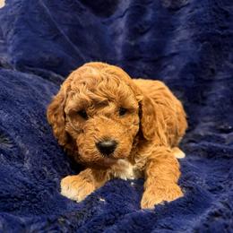 Stetson - Apricot male Goldendoodle puppy in Bucyrus, Missouri from Hill Top Pomskies