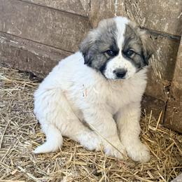 Puppy ID 1026254 - White and badger male Great Pyrenees puppy in Leicester, North Carolina from Randall Glen Pyrenees