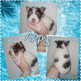 Dutton - Chocolate, tan and white male Yorkshire Terrier puppy in Wartburg, Tennessee from Amanda's Precious Pups