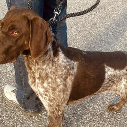 German Shorthaired Pointers from Temple Gun Dogs