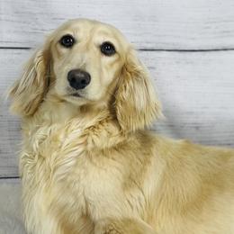 Kit - Dachshund