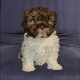 Bark Vader - Brindle and white male Cavatzu puppy in West Valley City, Utah from Pulley Puppies