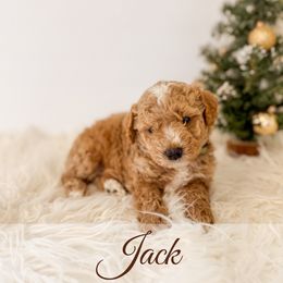 Jack - Red  male Goldendoodle puppy in Melba, Idaho from KZ Doodles