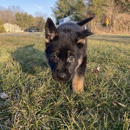 German Shepherd Puppies from Lucky Star Shepherds