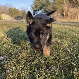 German Shepherd Puppies from Lucky Star Shepherds