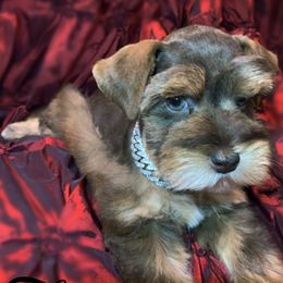 Miniature Schnauzer, Poodle, and Schnoodle Puppies from Mrs Bs Teeny Schnauzers & Doodles