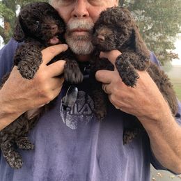 Cockapoo, English Springer Spaniel, and Poodle Puppies from Luluslovelys.com