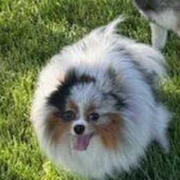 Myla self - Pomeranian